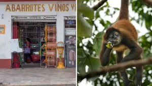 ¿México o IA? Mono araña pelea con mujer en tienda de abarrotes en Chiapas