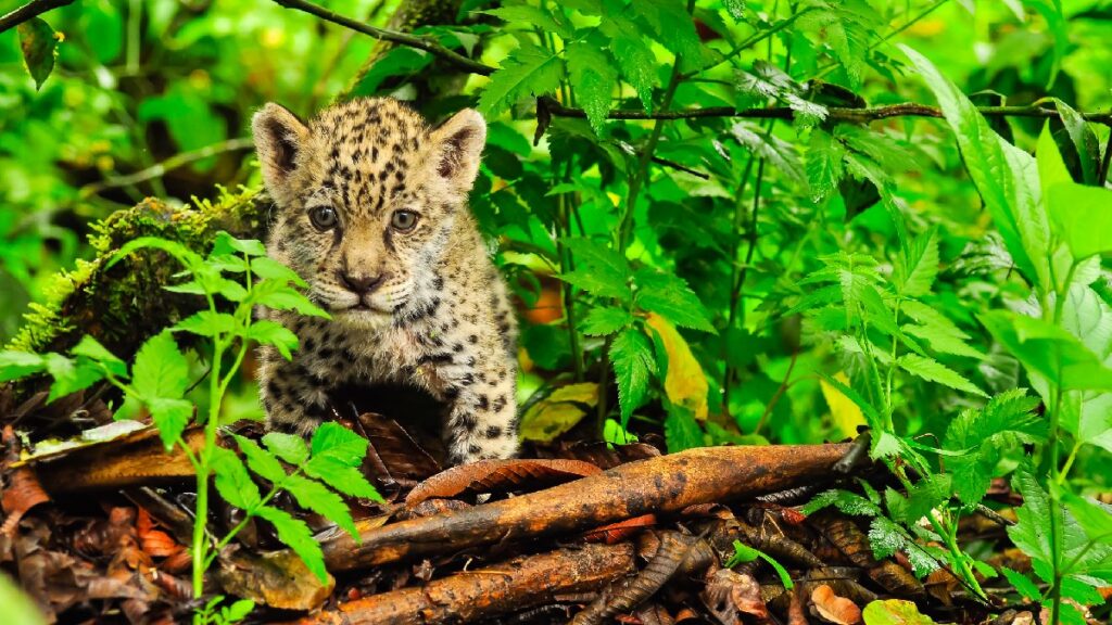 Captan a cachorros de jaguar en San Luis Potosí. Foto: Gettyimages