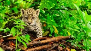 Captan a cachorros de jaguar junto a vías del tren en San Luis Potosí