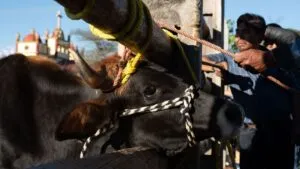 Indignación en Yucatán: obligan a toro a tomar cerveza