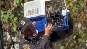 Muestran el nuevo refugio de perros tras operativo en Cuajimalpa