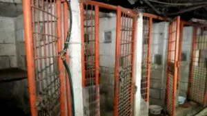 Fiscalía de CDMX “destapa” incinerador clandestino y plaga de ratas en Refugio Franciscano