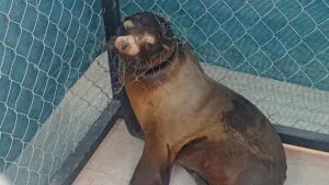 Rescatan a lobo marino atrapado en una red en Sonora