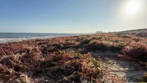 Sargazo inunda playas en Telchac, Yucatán
