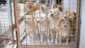 ¿Acumulas mascotas? UNAM advierte por el trastorno del Arca de Noé, es maltrato animal