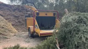 No lo tires en la calle: así puedes reciclar tu árbol natural de Navidad en CDMX