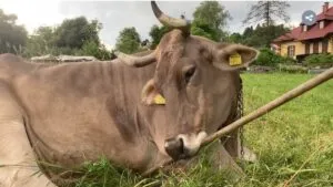 Veronika, la primera vaca "inteligente" que aprendió a usar herramientas