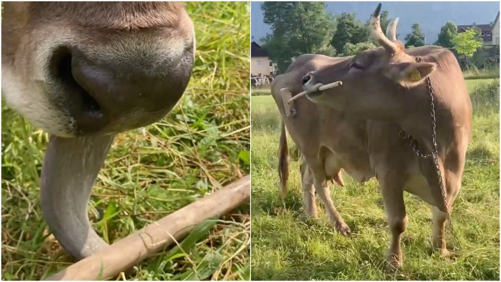 Veronika, la primera vaca "inteligente" que aprendió a usar herramientas