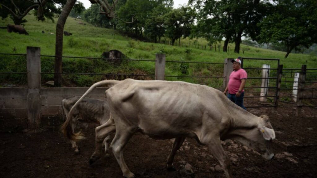 decisiones en materia de sanidad animal habrían detonado una crisis Foto: Cuartoscuro