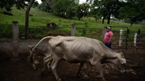 Gusano barrenador desata crisis ganadera
