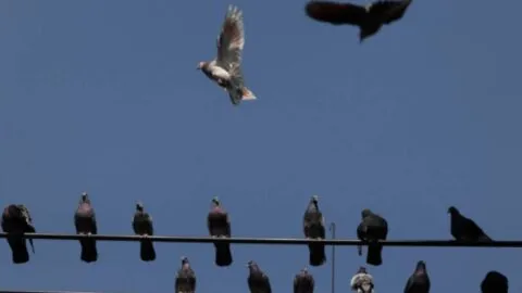 Y siguen… captan a hombre cazando palomas en Acapulco