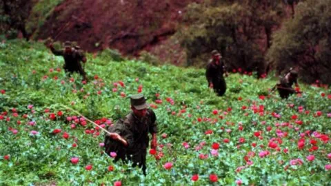 Ejército destruye narcocultivos en Ajuchitlán del Progreso, Guerrero