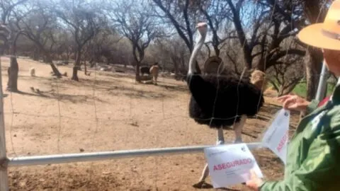 Profepa asegura 44 ejemplares de fauna silvestre en predio turístico de Aguascalientes