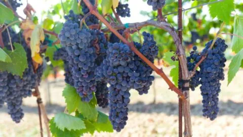 Denuncia Viñedos La Redonda desalojo ilegal y toma de instalaciones en Ezequiel Montes