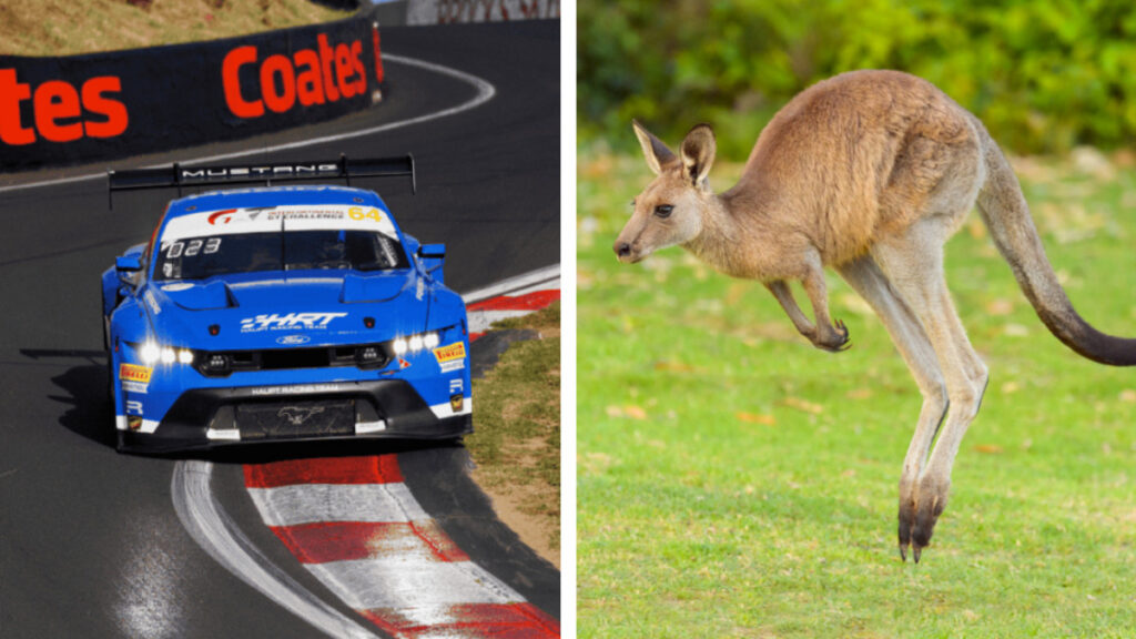 Auto choca contra canguro; se incendia en plena carrera