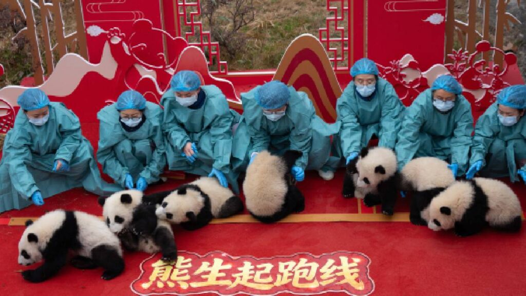 cachorros de panda debutan en video