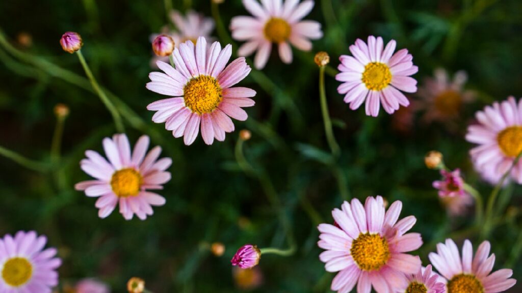 Secretaría de Agricultura y Desarrollo Rural