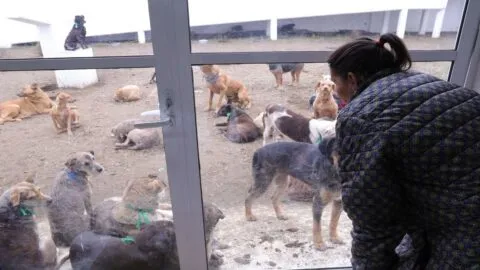 CDMX busca multas de hasta 281 mil pesos y 12 años de cárcel por matar perros y gatos