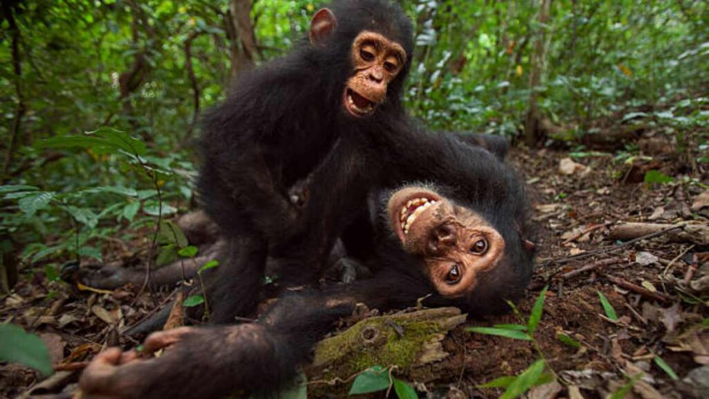 Chimpancés tienen una ingesta similar una o dos copas de alcohol