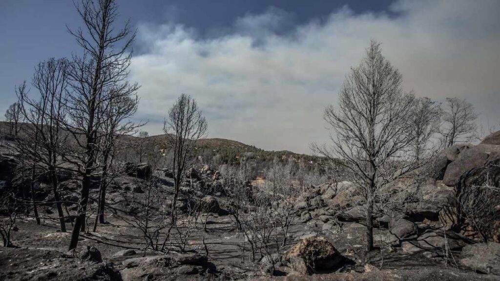 ¿Cómo reportar un incendio forestal en México? Sigue estas recomendaciones