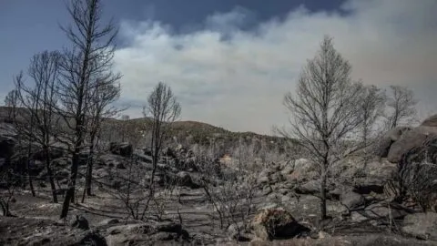 Incendios forestales en México: Qué hacer y a dónde llamar para reportar