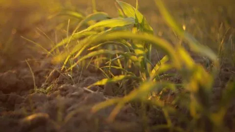 EE. UU. inyectará 40 mdd al Centro de Mejoramiento de Maíz y Trigo en México