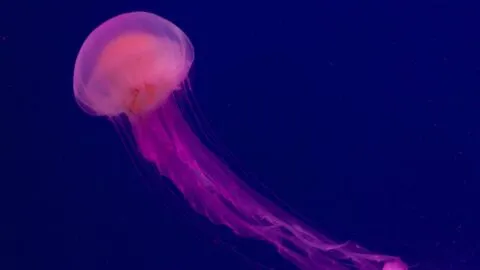 Captan en video una medusa gigante del tamaño de un camión escolar