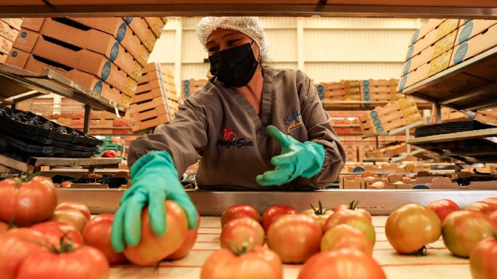 Balanza agroalimentaria de México reduce su superávit 47% en 2025 por caída de exportaciones y alza de importaciones.