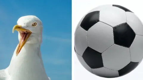 Gaviota recibe balonazo en partido de futbol; jugador le practica RCP y la revive