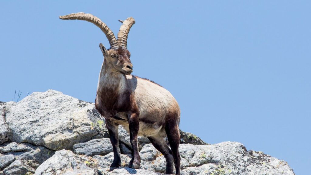 que therian es capricornio