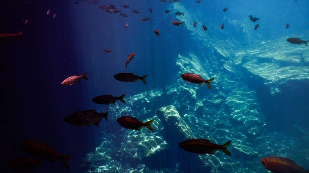 guia del buceo en México