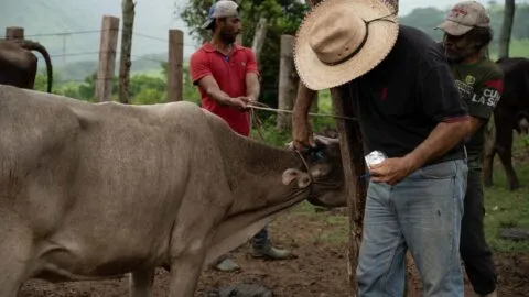 Activan cerco sanitario en Huasteca Potosina por gusano barrenador