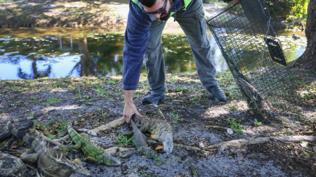 Iguanas congeladas caen de árboles en Florida por frío extremo; el estado las considera especie invasora.