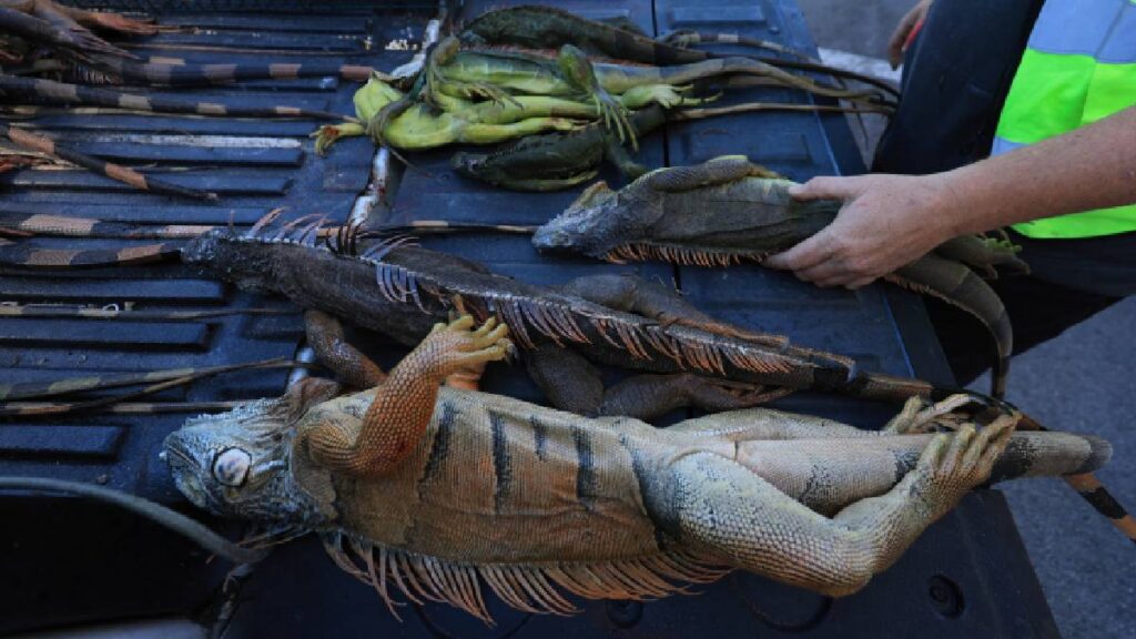 Iguanas congeladas caen de árboles en Florida por frío extremo; el estado las considera especie invasora.