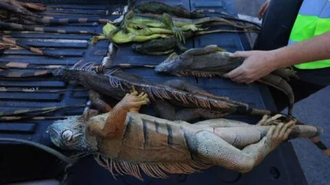 Frío extremo en Florida congela iguanas y las tira de los árboles