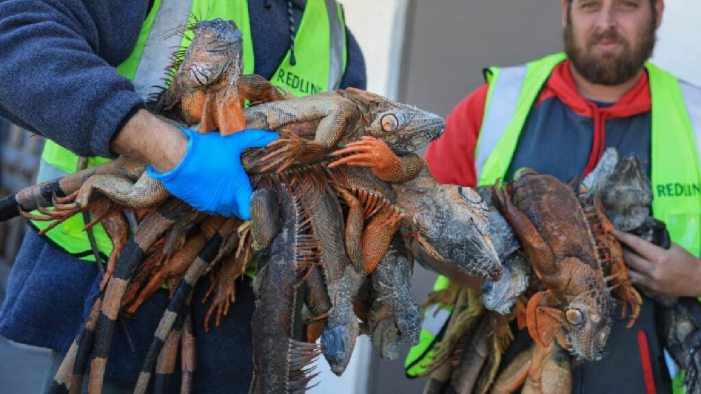 Iguanas congeladas caen de árboles en Florida por frío extremo; el estado las considera especie invasora.