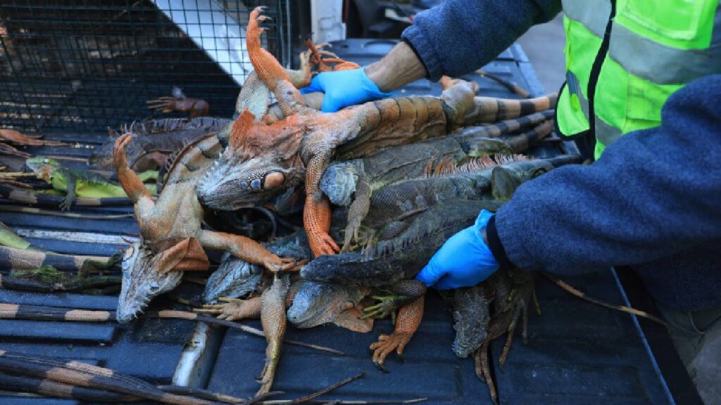 Iguanas congeladas caen de árboles en Florida por frío extremo; el estado las considera especie invasora.