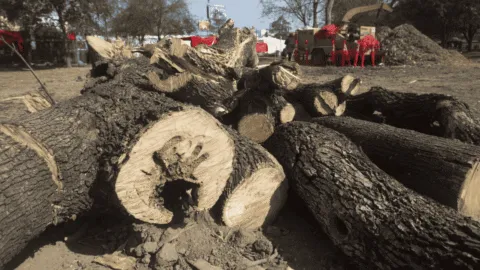 Pese a operativos, persiste tala clandestina en Sierra de Durango