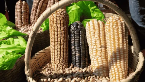 Importaciones de granos arrancan 2026 con alza de 13.6%; maíz y sorgo se disparan