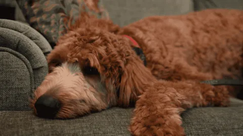 Video: arrestan a mujer tras abandonar a su perro en un aeropuerto