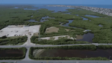 Yucatán en riesgo: manglares pierden terreno ante construcciones