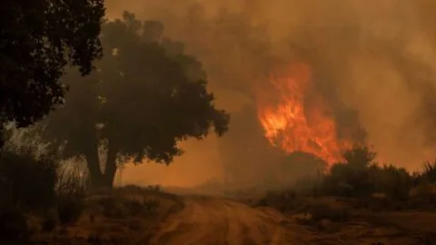 Reporta Conafor 20 incendios forestales activos; afectan 10 estados