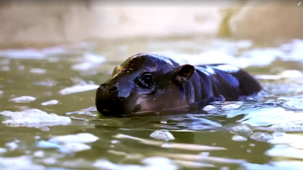 Jellybean La Nueva hipopotamo Sensacion Del Internet