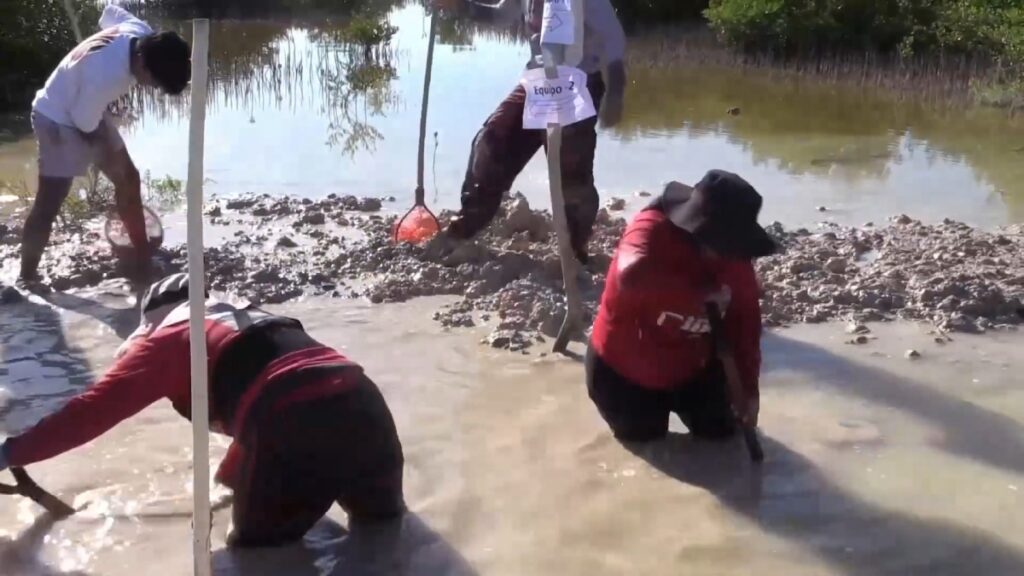 "Las Chelemeras" luchan contra todo en la defensa de los manglares en Yucatán desde hace 15 años