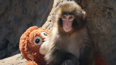 ¡Ya tiene amigos! Macaco Punch logra nuevas amistades en zoológico de Japón
