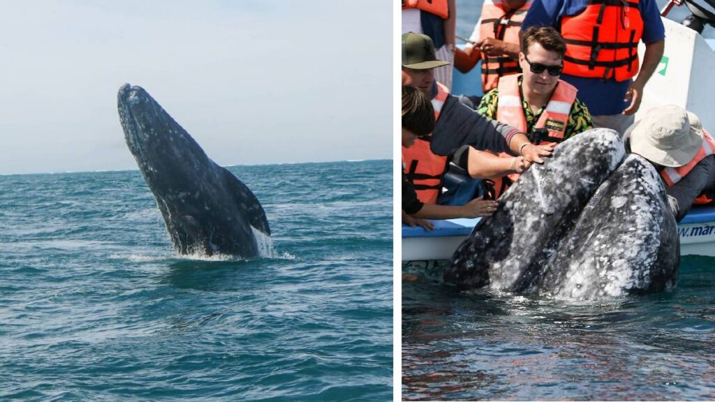 mexico santuario de ballenas