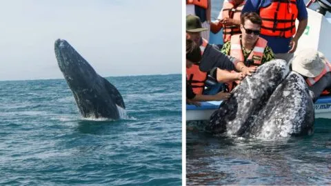 México, paraíso de ballenas: 8 especies, los mejores destinos y cuándo verlas