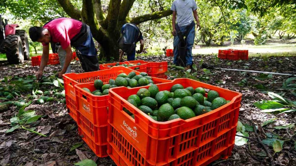 Michoacán exportará 130 mil toneladas de aguacate para el Super Bowl