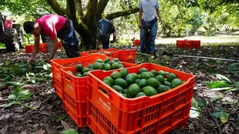 Michoacán exportará 130 mil toneladas de aguacate para el Super Bowl LX