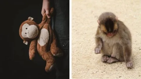 ¡Sustituye a su madre con un peluche! Enternece pequeño mono en Japón